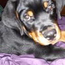 Rottweiler Puppies from Von Schonen Rottweilers