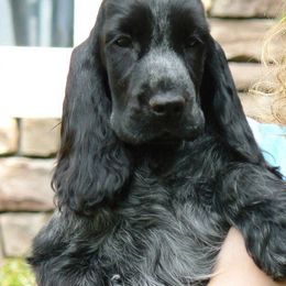 English Cocker Spaniel Puppies from Parvane