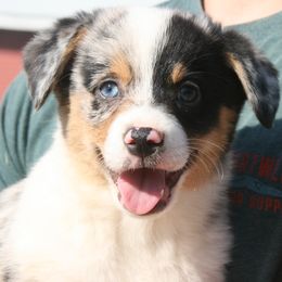 Schroeder - Blue male Companion Cross puppy in Fairview, South Dakota from Dakota Toy Aussies