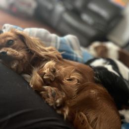 Benny - Cavalier King Charles Spaniel
