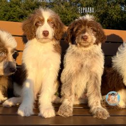 Elphaba - Brown and white female Aussiedoodle puppy in Southwest Ranches, Florida from Dandy Doodle Ranch
