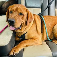 Rain - Labrador Retriever