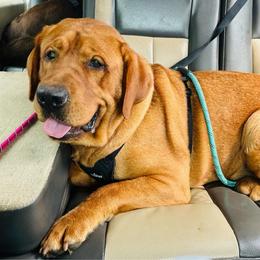 Rain - Labrador Retriever