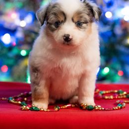 Galinda - Blue merle female Miniature American Shepherd puppy in Groesbeck, Texas from Epic Miniature American Shepherds