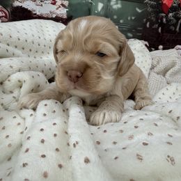 August - Buff male Cocker Spaniel puppy in Hugo, Oklahoma from Mini Hippo Land