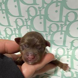 Brownie - Chocolate, tan and white male Yorkshire Terrier puppy in Illinois from Pretty Little Yorkies