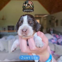 Justice - Tri-Roan male English Springer Spaniel puppy in Ocoee, Tennessee from Ocoee Mountain Springers