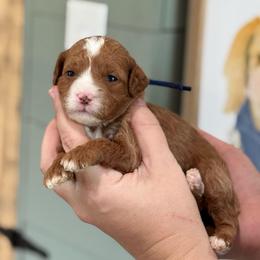 Lime - Red  female Goldendoodle puppy in Wharton, Texas from Little Fur Friends