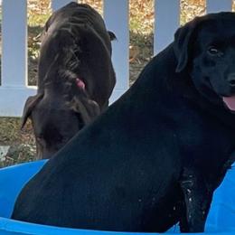 Chesney - Labrador Retriever