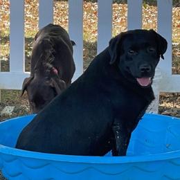 Chesney - Labrador Retriever