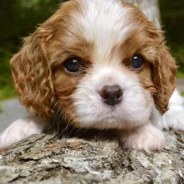 Cavalier King Charles Spaniel Puppies from Goddens Cavaliers