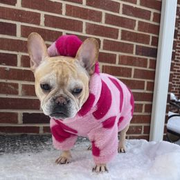 Lilly - French Bulldog
