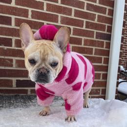 Lilly - French Bulldog