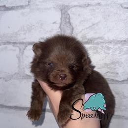 Snow - Chocolate and tan male Pomeranian puppy in Perry County, Ohio from Speechless Pom’s