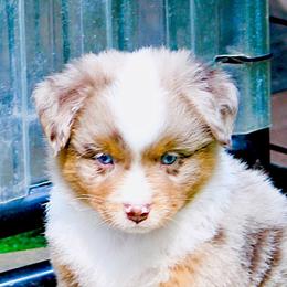 Tequila Sunrise - Red merle male Miniature American Shepherd puppy in South Branch, Michigan from Ross Ranch Mini and Standard Aussie's
