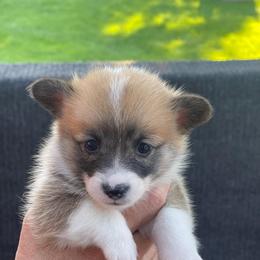 Girl 3 - Sable female Pembroke Welsh Corgi puppy in Nevada, Iowa from Rogers AKC Corgis of Iowa.
