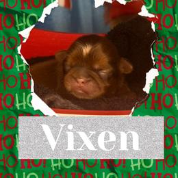 Vixen - Chocolate and tan male Shih Tzu puppy in Connersville, Indiana from Anna’s Farmhouse Shihtzus