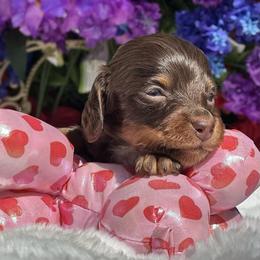 Godiva - Chocolate and tan female Dachshund puppy in Lakeland, Florida from Elite Doxies Florida