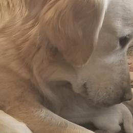 Golden Retriever Puppies from Family Raised Goldens