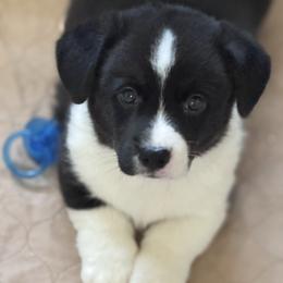 Orange Collar - Black and white male Cardigan Welsh Corgi puppy in Grants Pass, Oregon from Rockin’ DA Corgis & Critter Transport LLC
