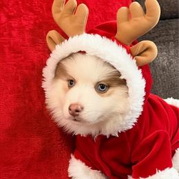 Rumor Lavender boy - Lavender male Pomsky puppy in Enid, Oklahoma from Mile Hi Pomskies