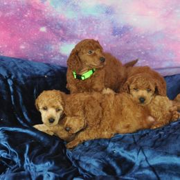 Poodle Puppies from Moyen Majestic Embrace