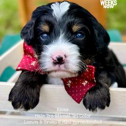 River - Tri-color male Bernedoodle puppy in Orange, Texas from Walk with Me Doodles