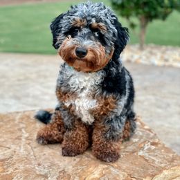 Remi - Bernedoodle