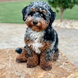 Remi - Bernedoodle