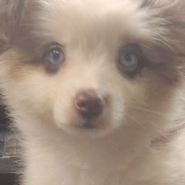 Toy Australian Shepherds from Tater Tot aussies