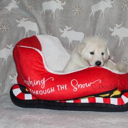 Topaz - Lite blue - White male German Shepherd puppy in Grimes County, Texas from Double H German Shepherds