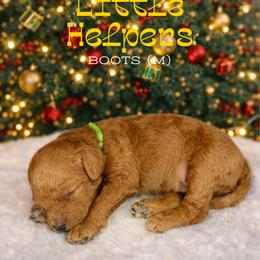 Boots - Red  male Goldendoodle puppy in Houston, Texas from Golden Life Doodles
