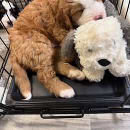 Bernedoodle Puppies from Palmetto Bernedoodles Boutique