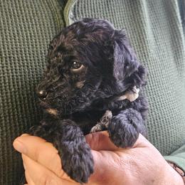 Cash - Black male Double Doodle puppy in Jeddo, Michigan from Bert's Doodles