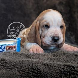 Zero - Red and white female Basset Hound puppy in Talbotton, Georgia from Southern City Bassets