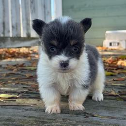 Bentley (fluffy) - Blue male Pembroke Welsh Corgi puppy in East Oakdale, California from Rhettro Kennels