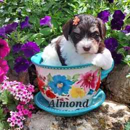 Almond - Miniature Schnauzer puppy in Vernal, Utah from High Uinta Schnauzers