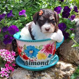 Almond - Miniature Schnauzer puppy in Vernal, Utah from High Uinta Schnauzers