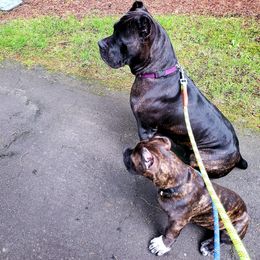 Cane Corso Puppies from King of Kings Cane Corso
