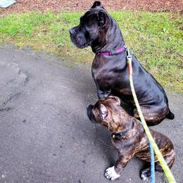 Cane Corso Puppies from King of Kings Cane Corso