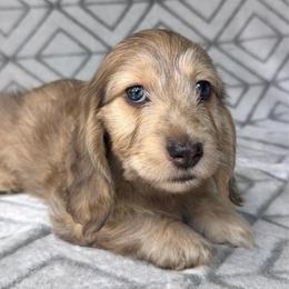 Grace - Cream Brindle Dapple Silky Wire - Pet Only - 5000 - Dapple female Dachshund puppy in Pauls Valley, Oklahoma from Simply Happy Dachshunds
