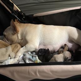 French Bulldog puppies from Rathbone Bulldogs