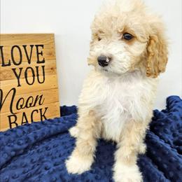 Basil - Red male Bernedoodle puppy in Granton, Wisconsin from Rose River Farms