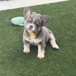 Dimitri-AKC Fluffy Long Hair - Tricolors male French Bulldog puppy in Palm Coast, Florida from Calypso Island French Bulldogs