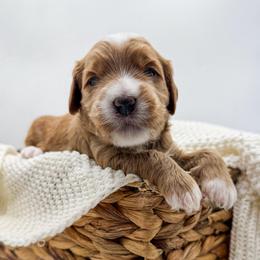 Grey collar boy - Red  male Goldendoodle puppy in Newcastle, Oklahoma from Ritzy Creek Doodles