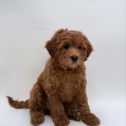 Orange - Red  female Goldendoodle puppy in Sacramento, California from Golden doodles  Lovers
