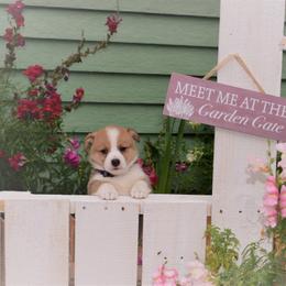 Girl 2 - Pembroke Welsh Corgi puppy in Gig Harbor, Washington from Pacific Northwest Pembroke Welsh Corgis