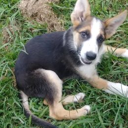 German Shepherd Puppies from Rain's Legacy German Shepherds