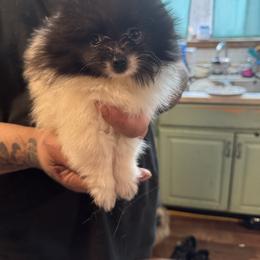 Akc Henry - Black parti male Pomeranian puppy in Brandon, Vermont from Poms All Day