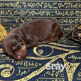 Gray Collar - Red and rust male Doberman Pinscher puppy in Louisville, Kentucky from Ruiz Dobermans